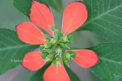 Euphorbia cyathophora